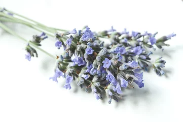 Foto op Plexiglas Lavendel bosje lavendel op witte achtergrond
