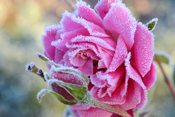 Blumen 536