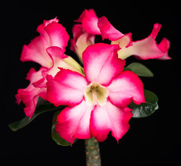 Fototapeta premium Blossoming Desert rose