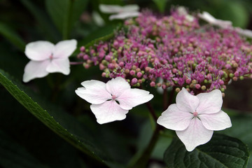 macro flowers