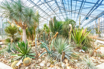 Fototapeta premium Palm trees in greenhouse