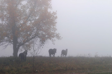 Fototapeta na wymiar Horses in the mist