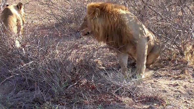 couple of lions during the mating time in the kruger national park