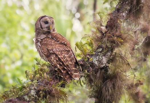 Close-up side view of a Barred owl (Strix varia) bird sitting on a moss and epiphyte covered branch, Myakka, Florida, USA