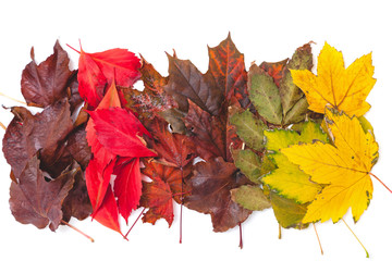 Fallen leaves of different colors of trees lie in rows
