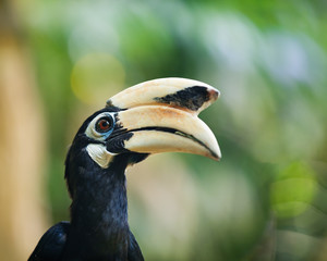 Wild birds in nature