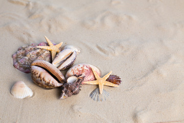 Sea shells with sand as background
