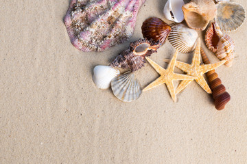 Sea shells with sand as background