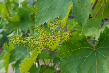 bunch of grapes with small berries