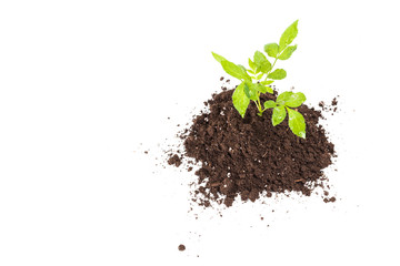 Young plant isolated on white