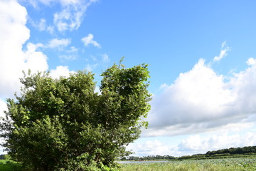 Fototapeta premium Beautiful blue sky and lush green trees