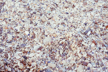 small sea shells texture background; selective focus; toned image
