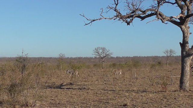 scenery of the plains of the kruger national park during winter season