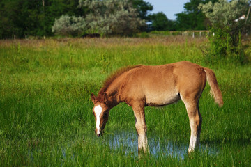 Naklejka na ściany i meble Little foal grazing in field
