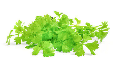 cilantro herb isolated on white background
