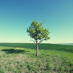 Fototapeta na wymiar lonely tree in field