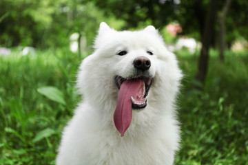 Fluffy samoyed dog in green park