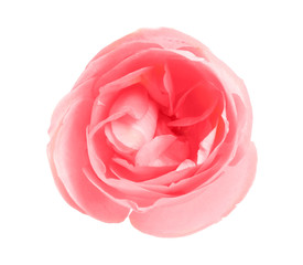 Beautiful rose bud, isolated on white