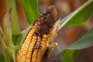 Immature, diseased and moldy corn cob on the field, close-up. Collect corn crop.