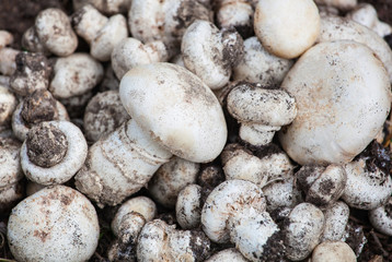 Champignon growing in the forest. Forest mushroom Agaricus macrosporus growing group in the forest.