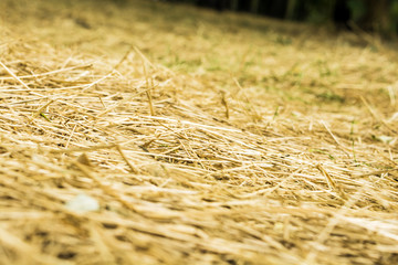 dry grass hay background Autumn
