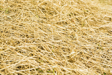 dry grass hay background Autumn