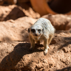 Fototapeta premium Meerkat stands guard (Suricata suricatta)