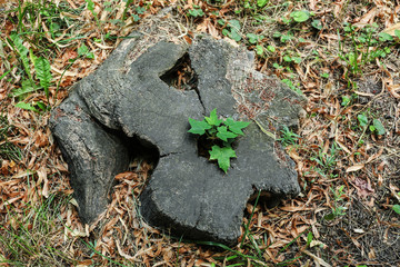 Tree trunk cross section on street