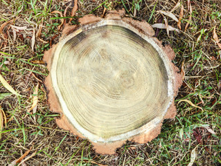 Tree trunk cross section on street