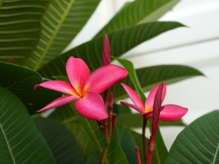 Fototapeta premium Pink Frangipani flowers