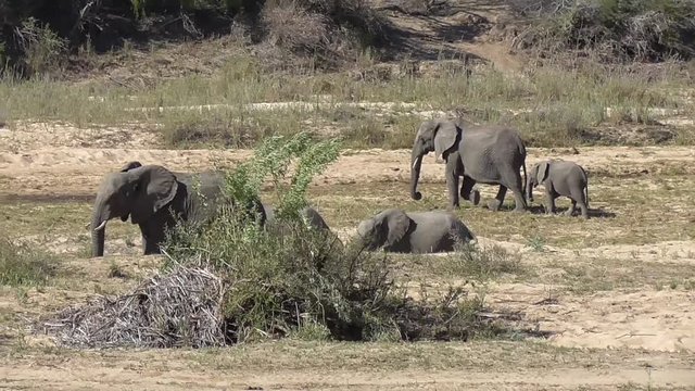 herd of elephants walking and eating in the kruger national park in south africa