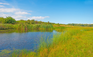 Fototapeta na wymiar Shore of a lake in summer