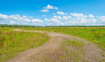 Path through a field in summer