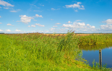 Reed along a canal in summer