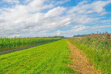 Fototapeta na wymiar Corn in a field in summer