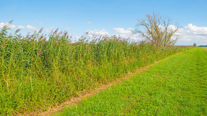 Reed along a canal in summer