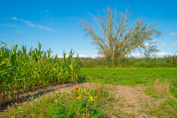 Wild flowers along a field with corn © Naj