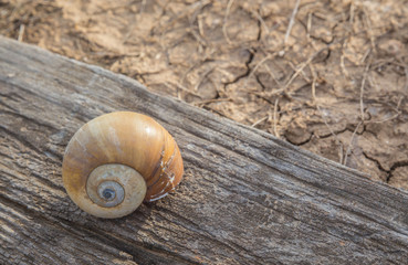 Shells in the ground cracked