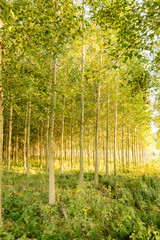 Young poplar forest in the summer