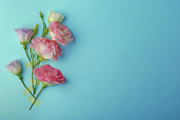 Beautiful composition of pink eustoma flowers on turquoise  background