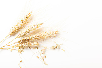 wheat ears isolated on white background