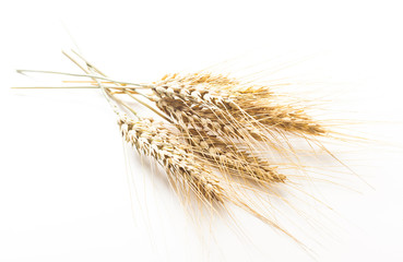 wheat ears isolated on white background