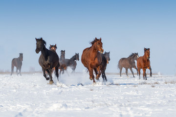 Horse herd run fast in snow field