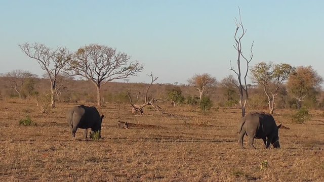 rhinos eating grass in the kruger national park in south africa