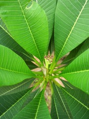 pot tree