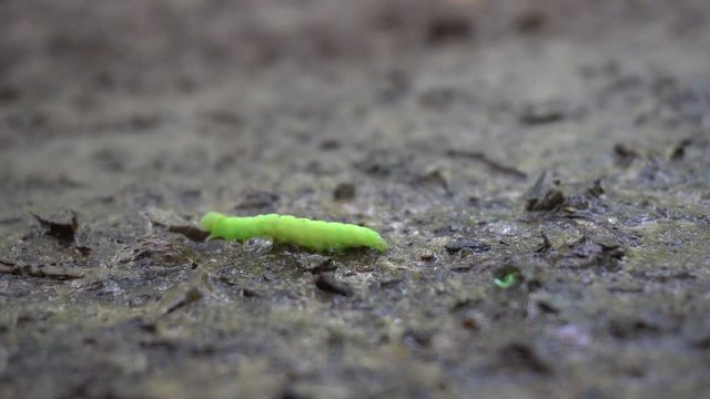 Green Caterpillar Crawling on the Ground