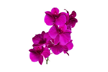 purple orchide flower color isolated