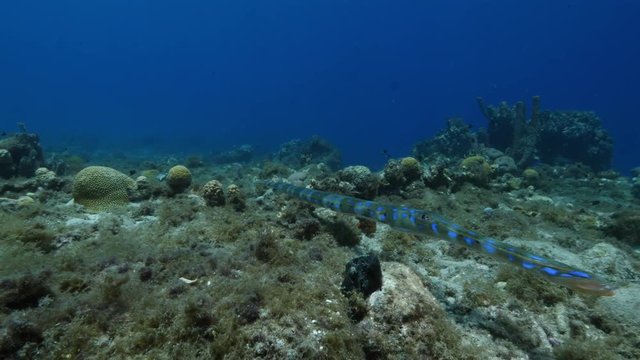 Unterwasser - Riff - Fisch - Trompetenfisch -Schwamm - Koralle - Tauchen - Curacao - Karibik