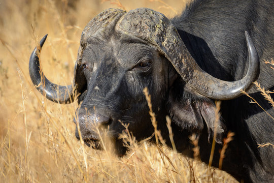 African buffalo or Cape buffalo (Syncerus caffer). Ruaha National Park. Tanzania