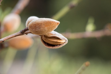 Ripe almonds on the tree branch.